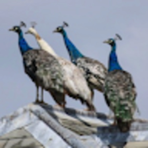 Meet your Posher, Peter - Picture 1 of 1